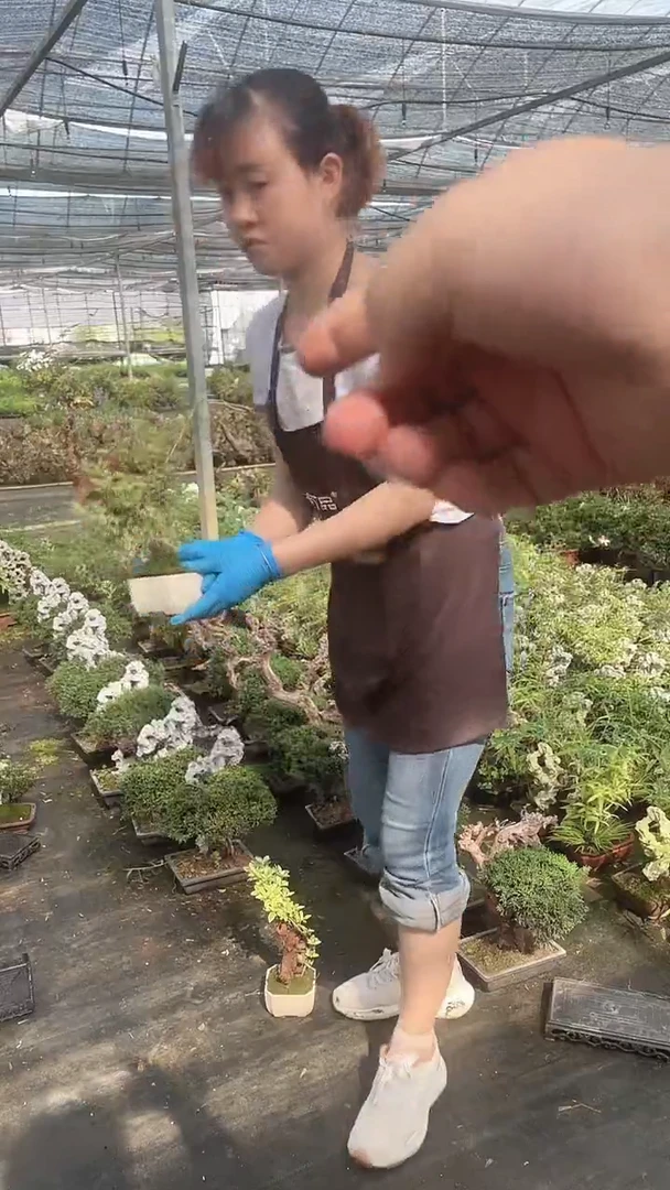 无花朵白盆 六月雪