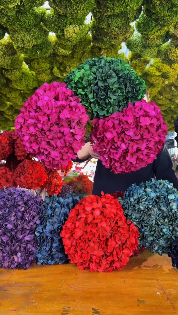 90  山前小麦 · 荷兰进口永生大叶绣球3枝（玫红2/绿1）