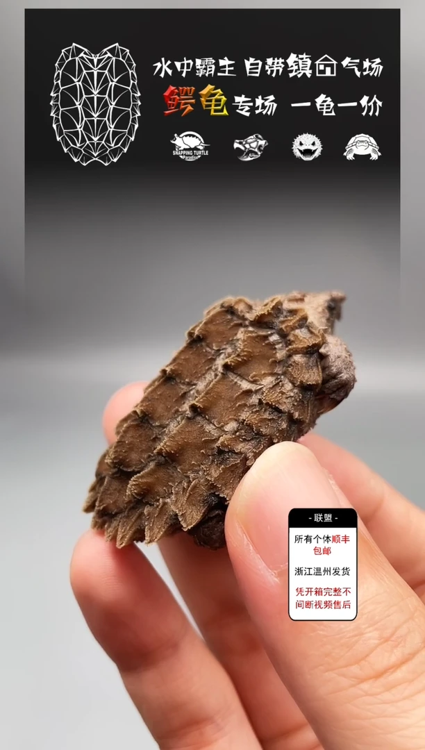 不分公母宠物龟3-3严全