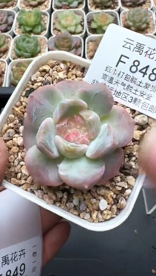 848F云禹多肉植物 默认脱土纸巾打包 3颗包邮