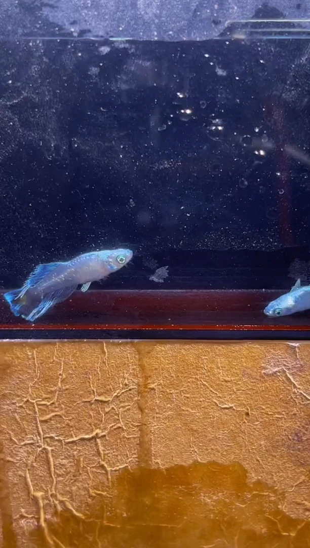 青鳉鱼观背青鳉一物一拍5