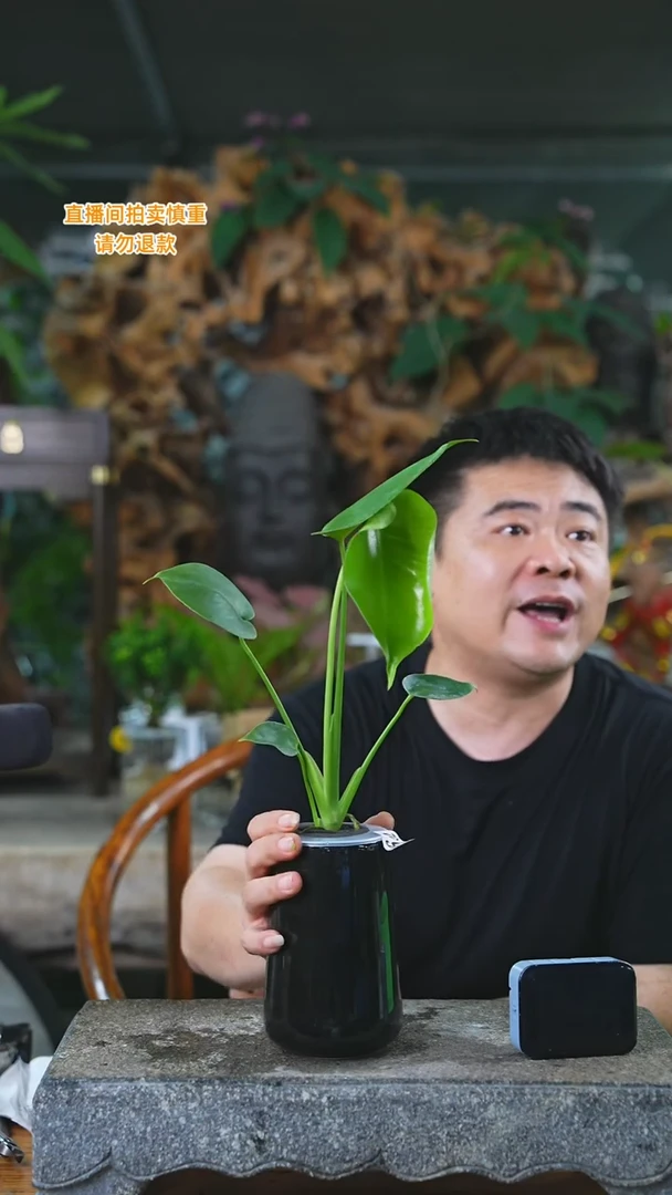 当前无花栽培后可以开花龟背竹198T