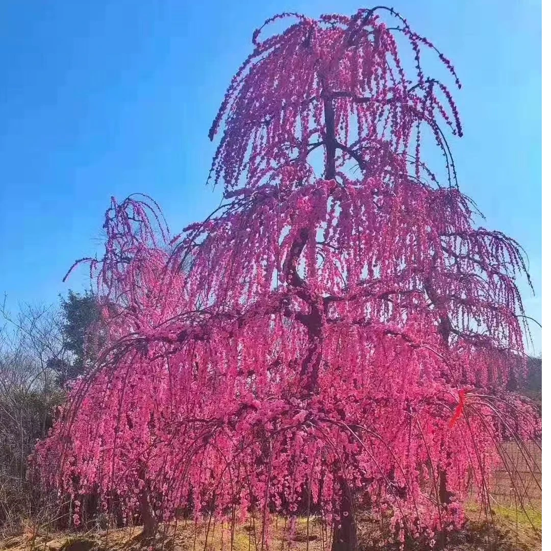 耐寒红梅花树苗地栽庭院浓香型四季花卉植物骨里红梅腊梅绿梅室外