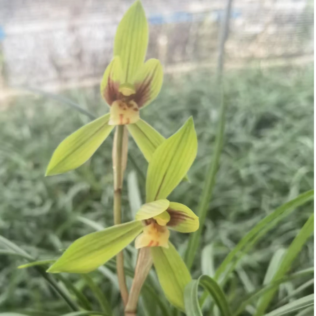 兰花优惠组合【红草红荷+多朵香】名贵兰花花卉盆栽