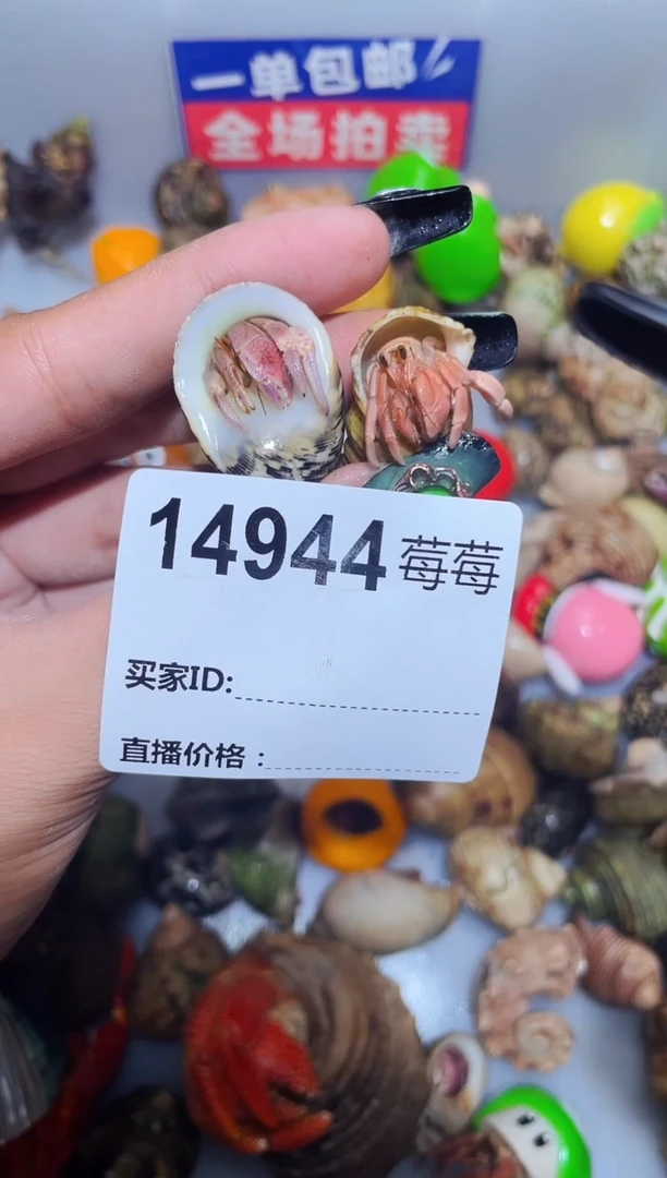 寄居蟹陌派甄选寄居蟹14944