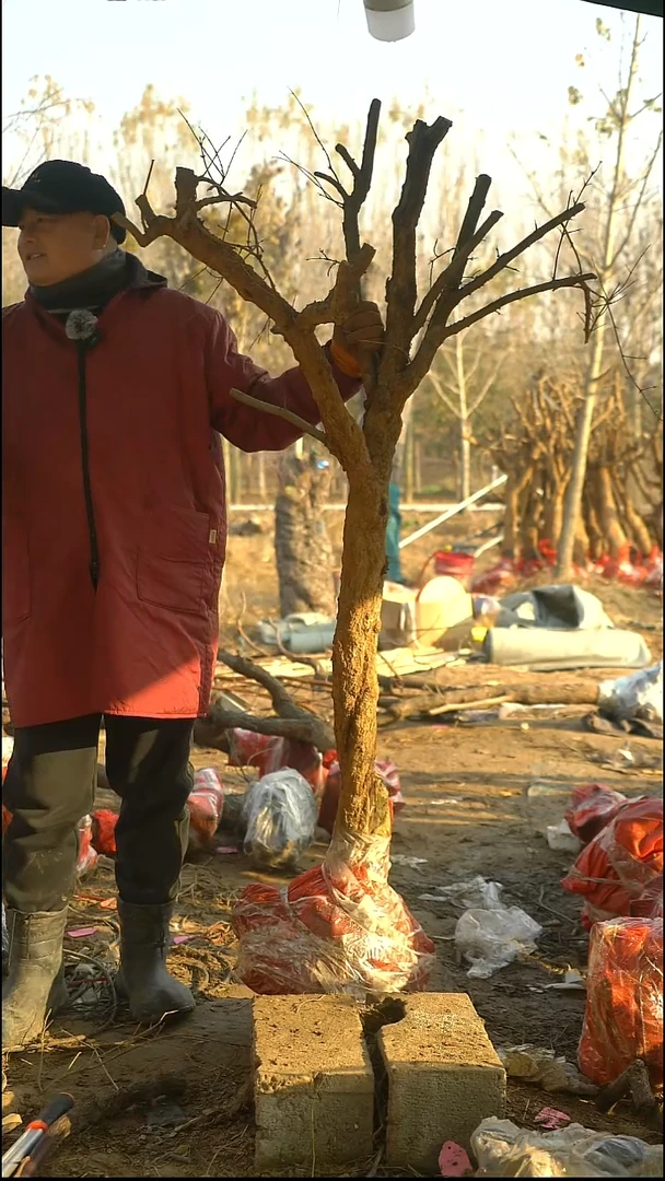 完全开放石榴234