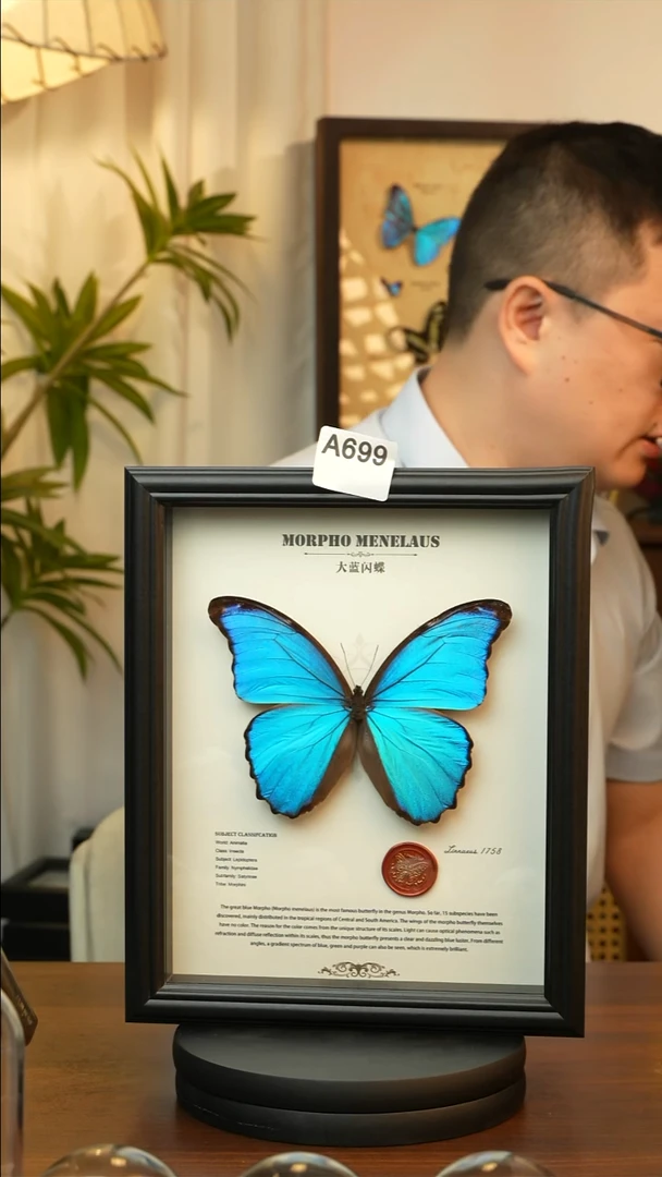 大蓝闪蝶-英文（10寸欧式黑框）A699