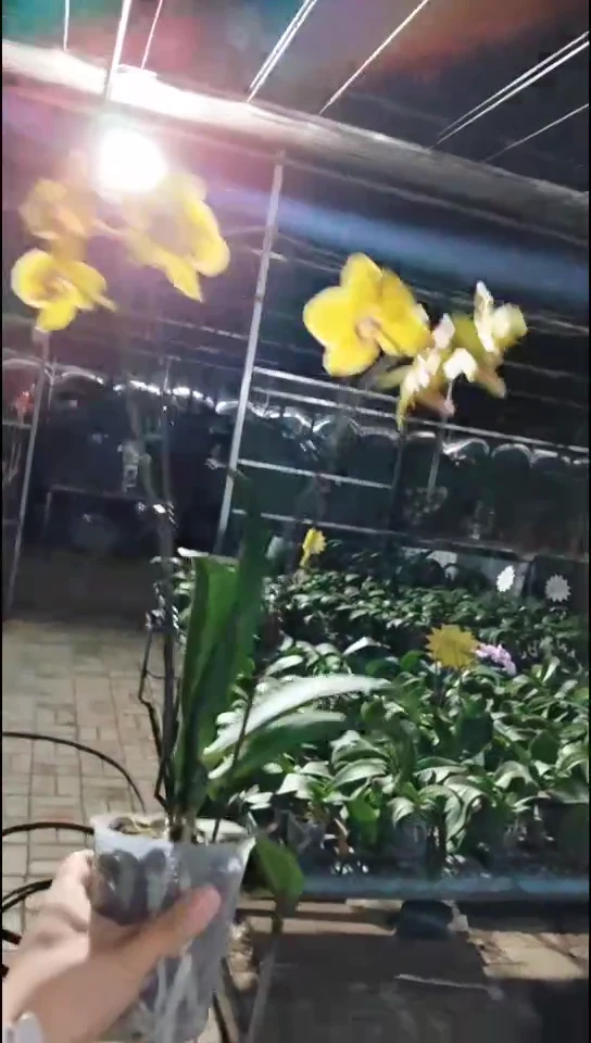 大部分花苞少量开放直美福利