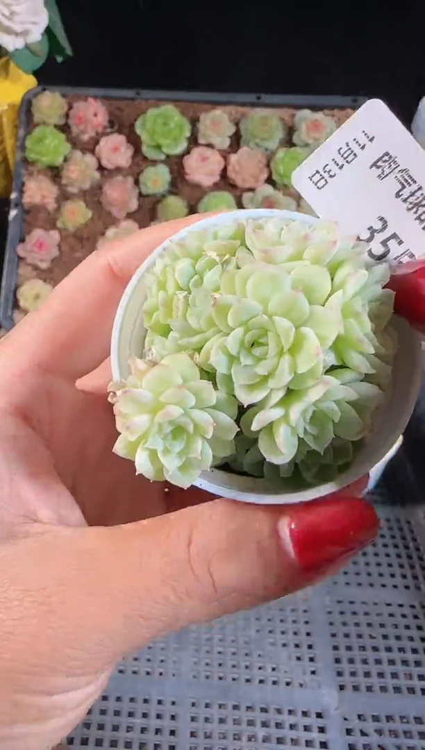 1113-355群生不包整