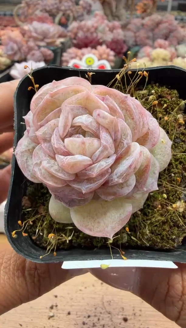 东云多肉园二店-101