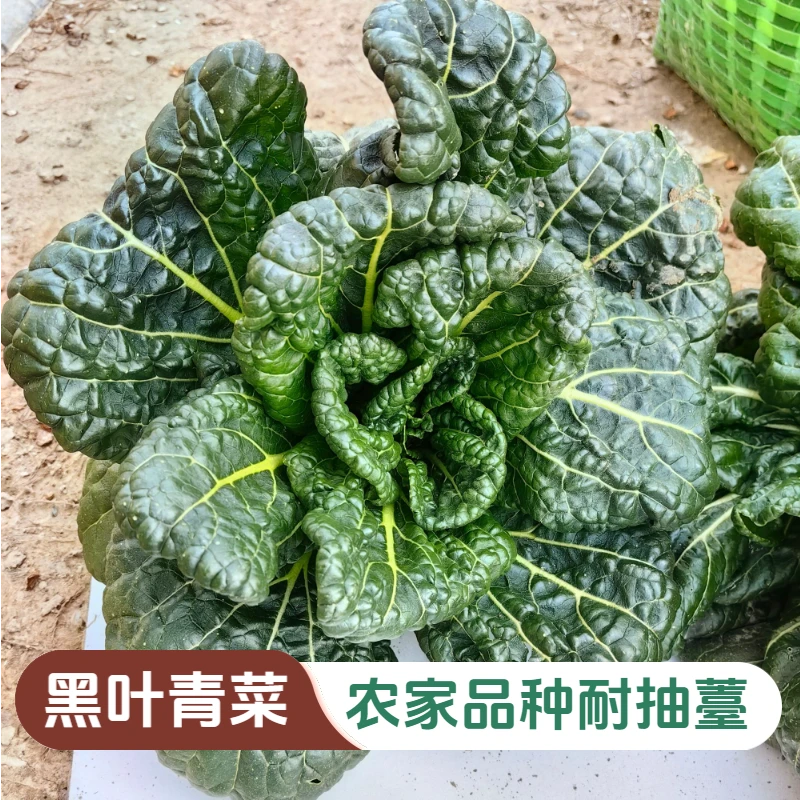 黑叶青菜老品种耐抽苔青菜黑油冬皱叶青菜耐寒秋冬季露天菜地种植