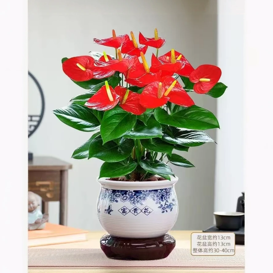 带青花瓷陶瓷盆土培红掌6-8花桌面盆栽带花花苞年宵花净化空气