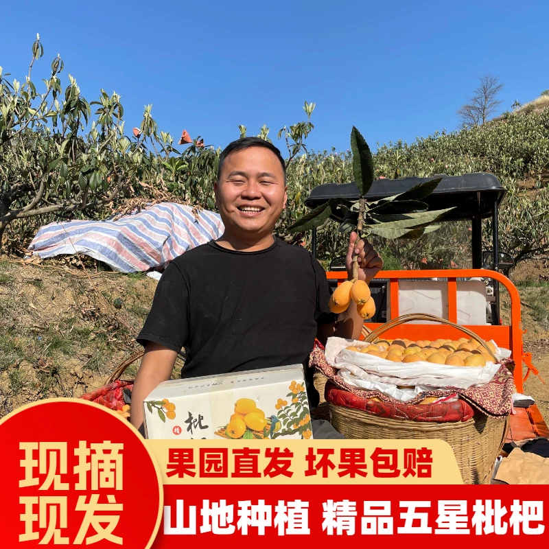 四川高山特级攀枝花大五星整箱当应季孕妇甜水果新鲜琵琶枇杷鲜果