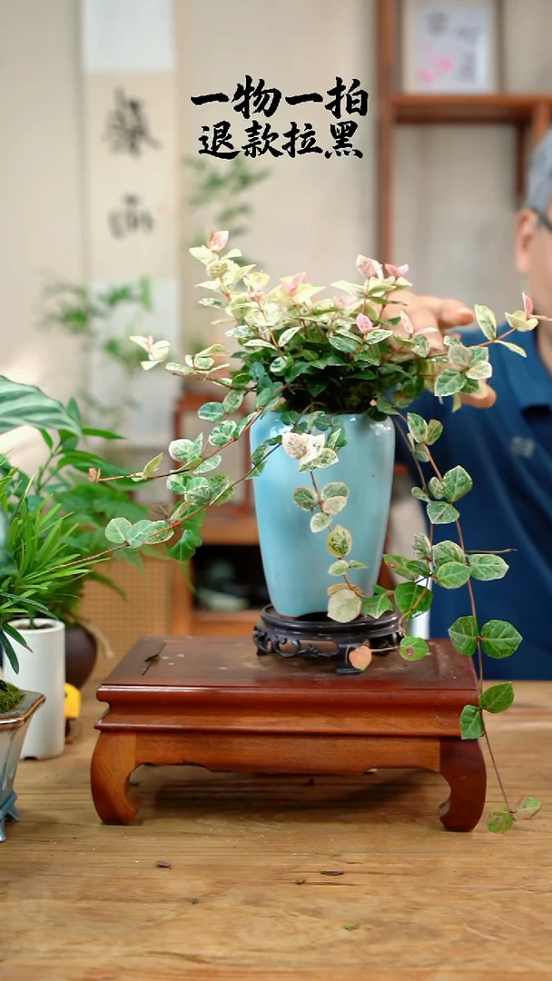 完全开放虚花叶839
