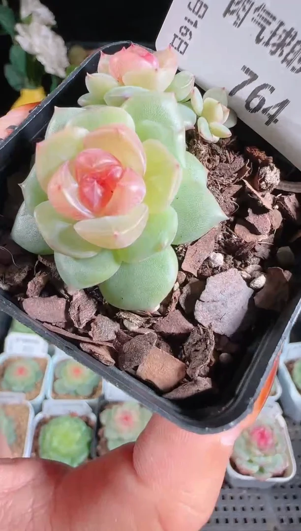 1116-764bl-4群生不包整