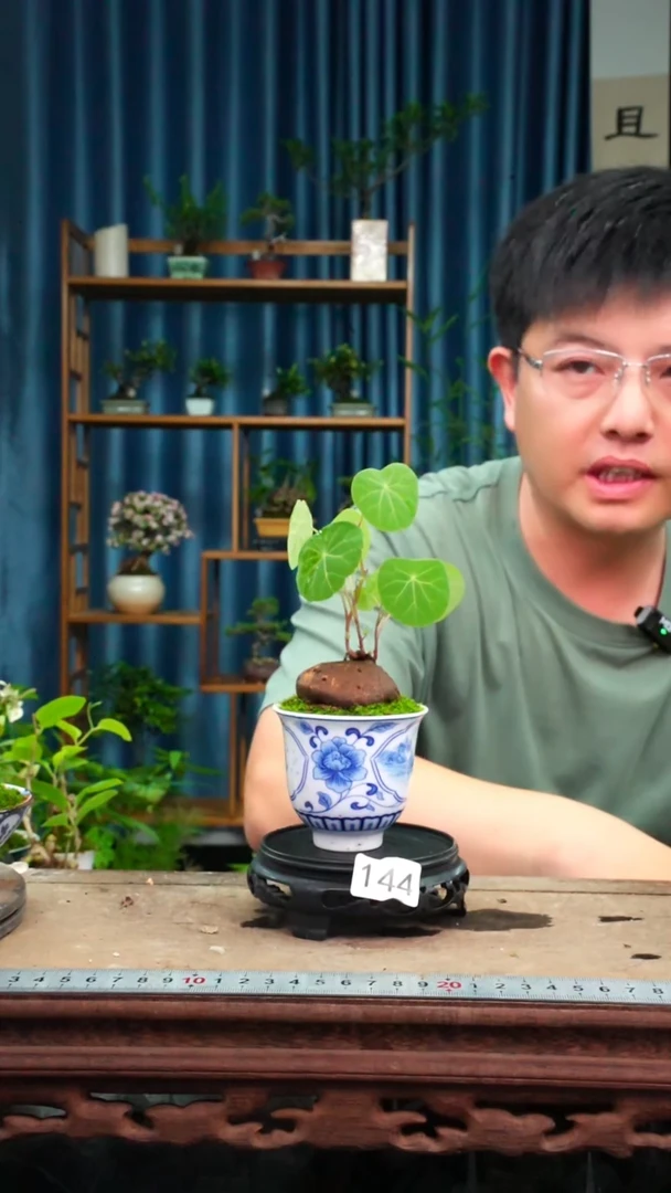 无花朵苔藓微景观144号
