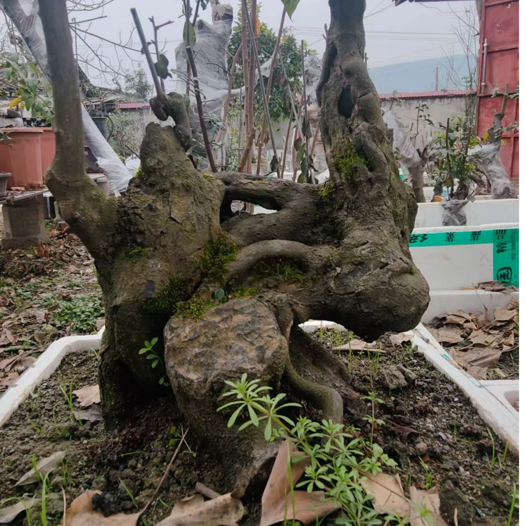 金弹子灌木老桩盆景