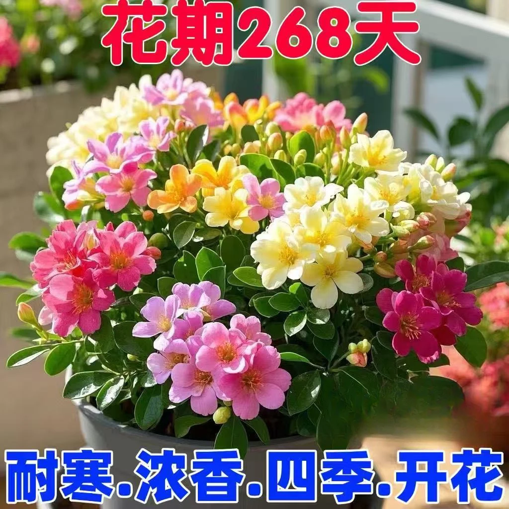 【新品推荐】多棵丛生重瓣浓香十里花卉绿植盆栽室内室外耐寒耐热苗