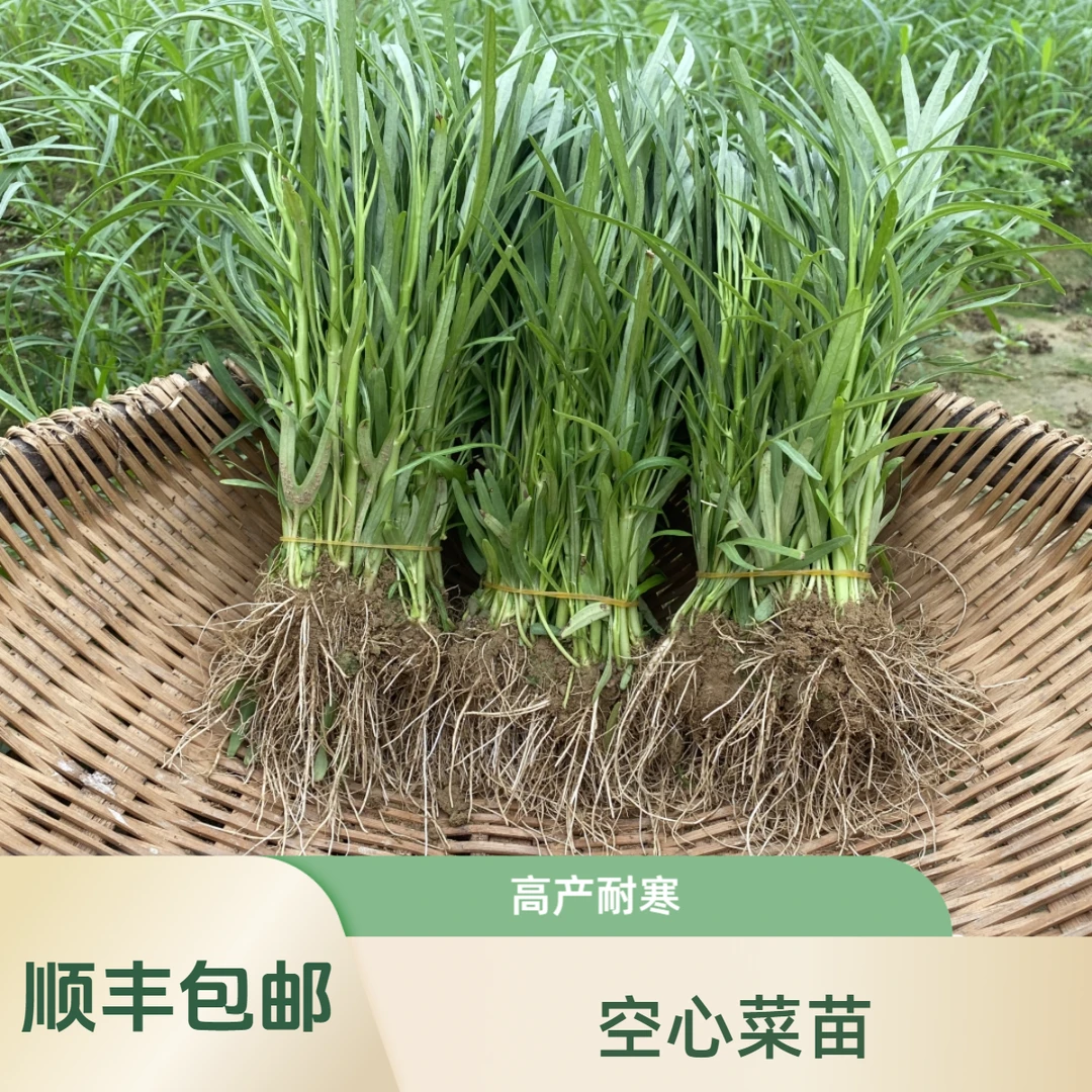 四季空心菜苗带土发货高产耐高温盆栽三叉空心菜苗耐寒夏季品质