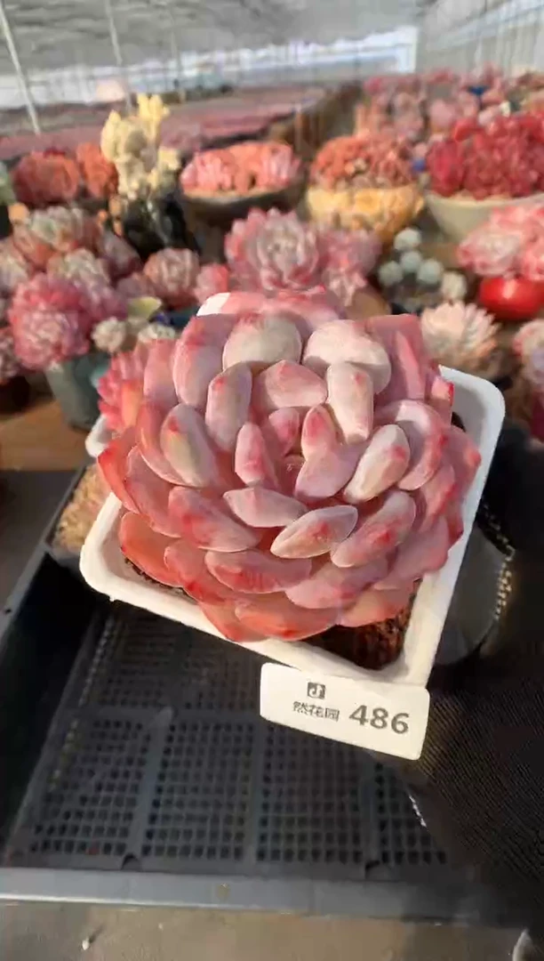 486紫皮橙多肉植物一物一拍