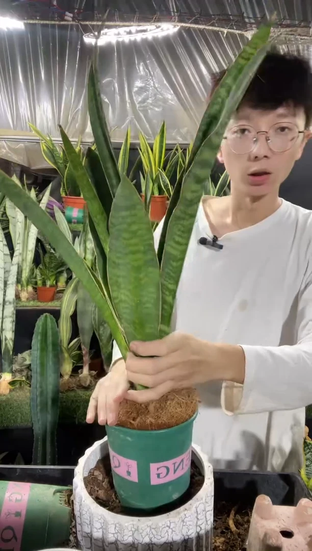 泰品白贝带盆土35.8