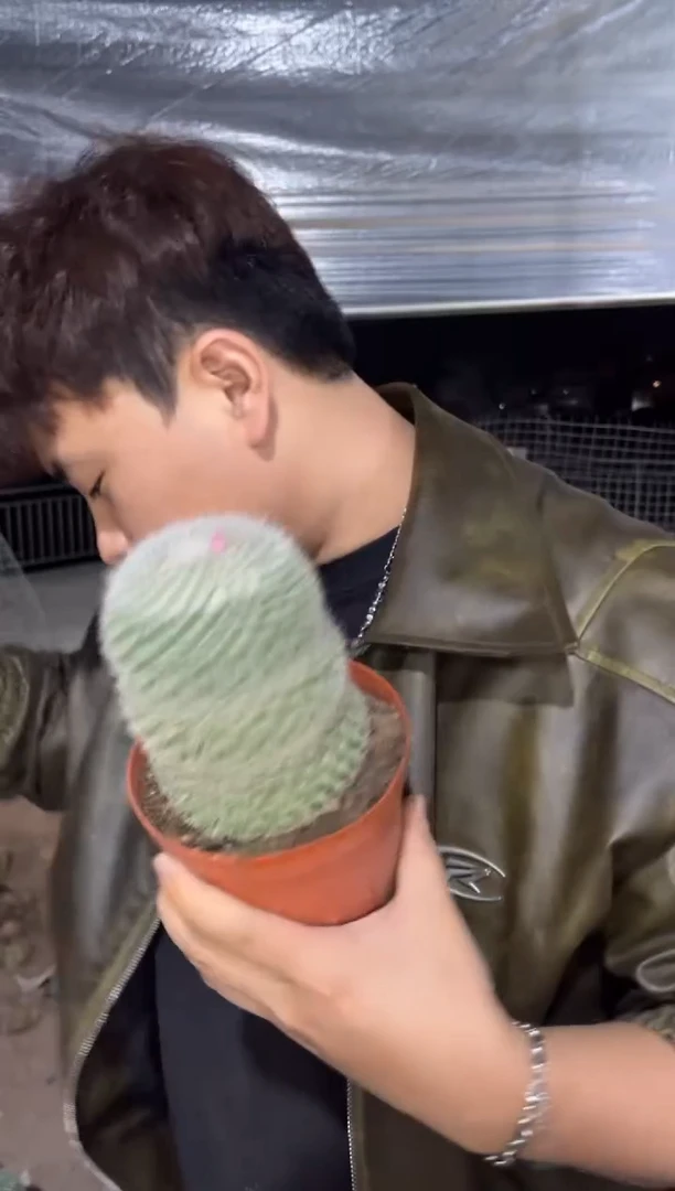 2颗 单头 玉翁 6-8cm