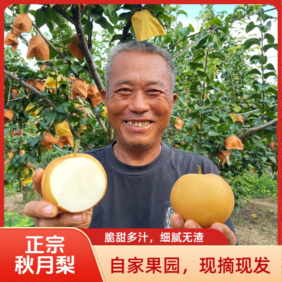 正宗秋月梨 自家果园现摘现发 应季新鲜水果