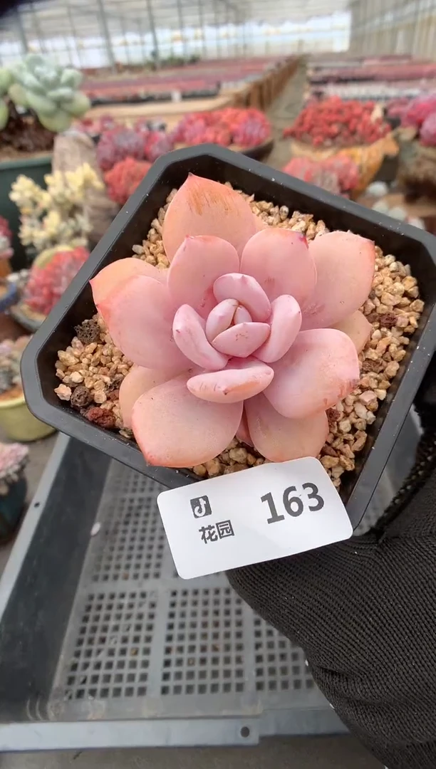 163奶茶一物一拍