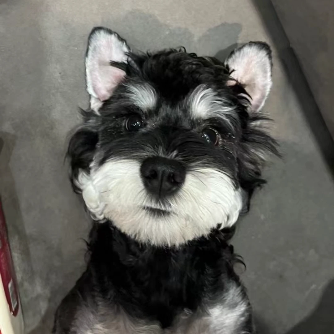 【莹莹宠物】可爱宠物陪伴犬