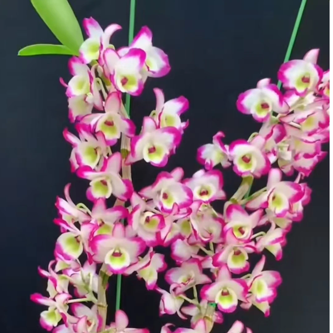 梦玫春石斛（开花漂亮/花期长/花量大）