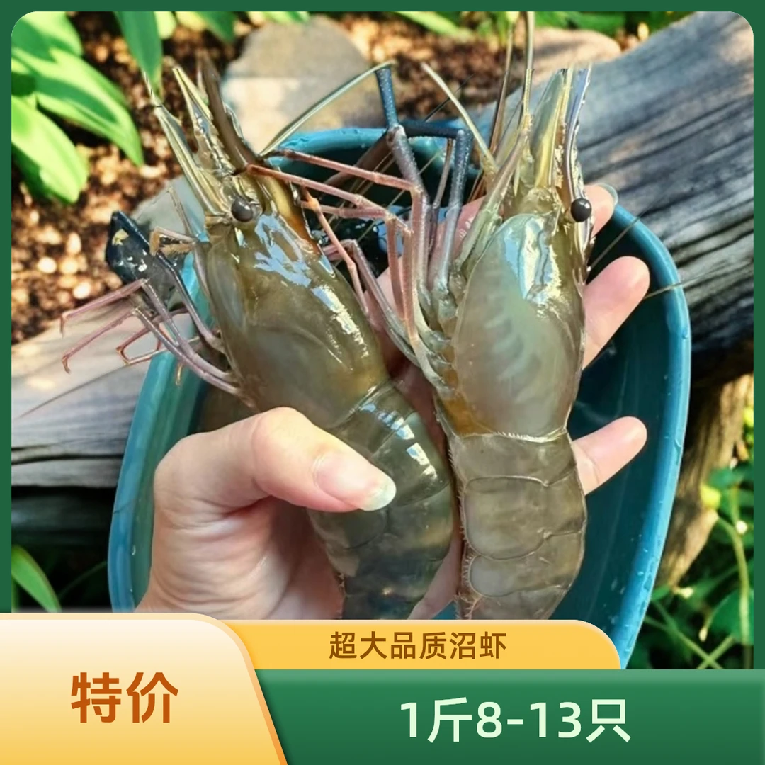 罗氏虾沼虾（大号硬壳精致款）送礼首选1斤9-13只左右鲜活新鲜淡水