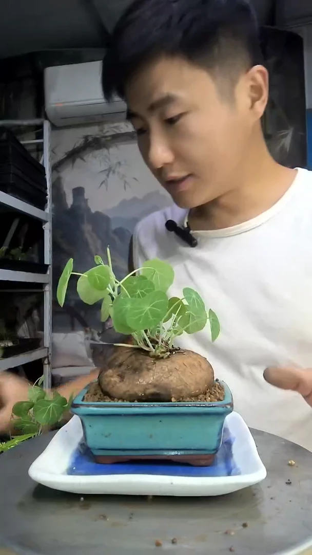 四*草中青园艺一物一拍188