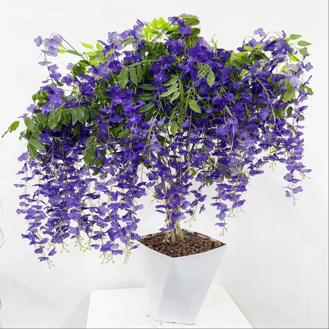 紫藤花苗当年开花品种多好成活盆栽地栽爬藤植物