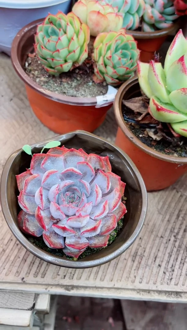 26030多肉植物一物一拍