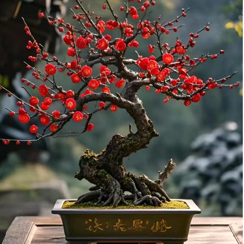 梅花盆景别院花园客厅阳台摆放种植直播间一物一拍不包邮