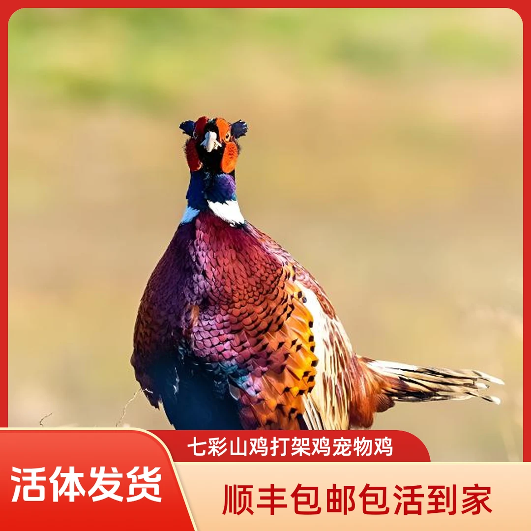 （自选）农家散养七彩山鸡 【宠物鸡】活体发货包邮包活到家