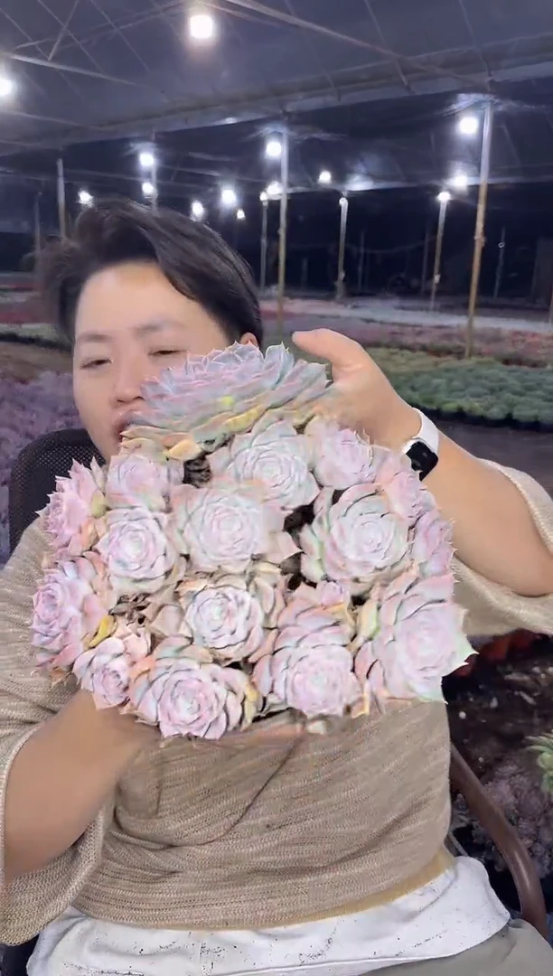 欧版海滨格瑞脱半土17CM 6.88