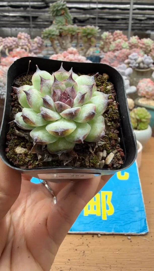 东云多肉园二店-252