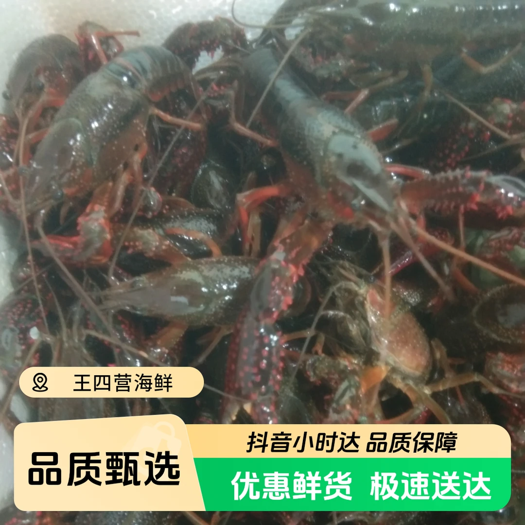 鲜活小龙虾【炮头】《保鲜不保活》138米3斤送调料
