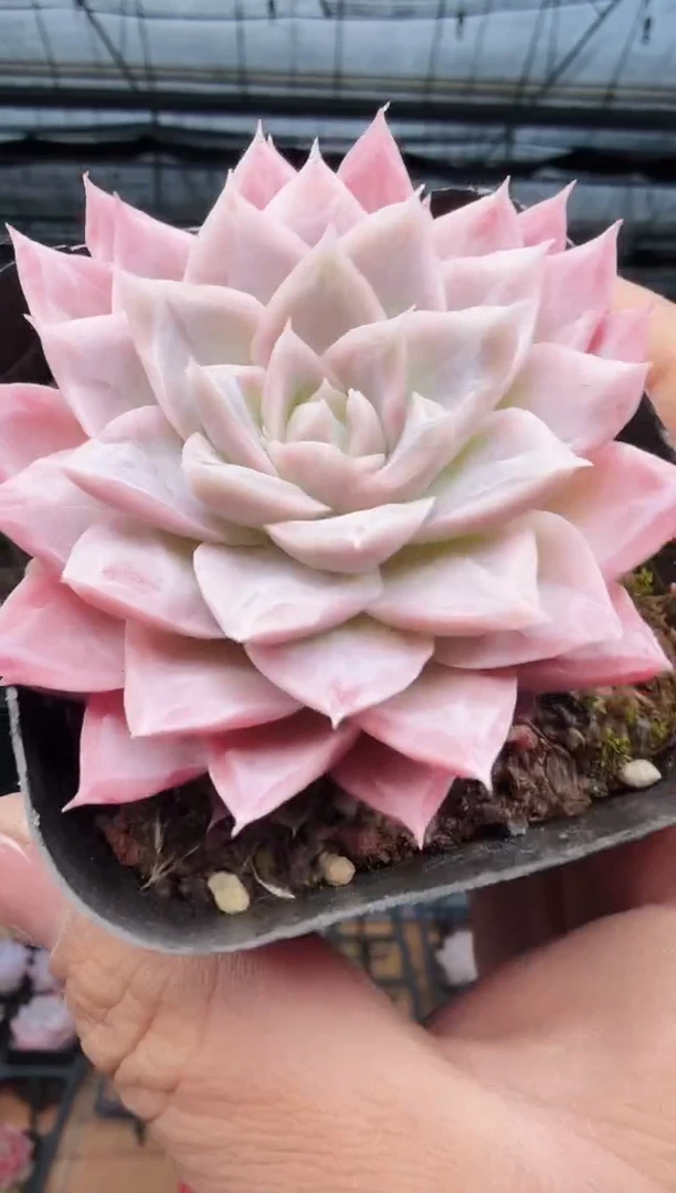 东云多肉园新款-509