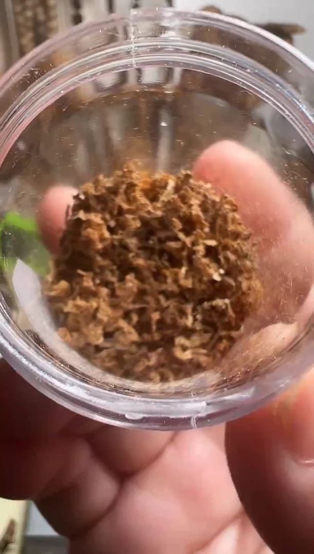 沉香碎屑沉香达拉干沉水勾丝1克多样性