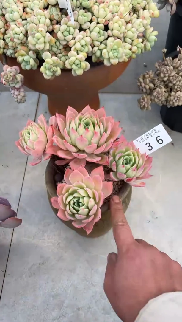 【闪购商品】36三色堇