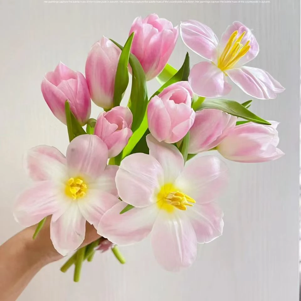 王朝粉郁金香（冰淇淋色）