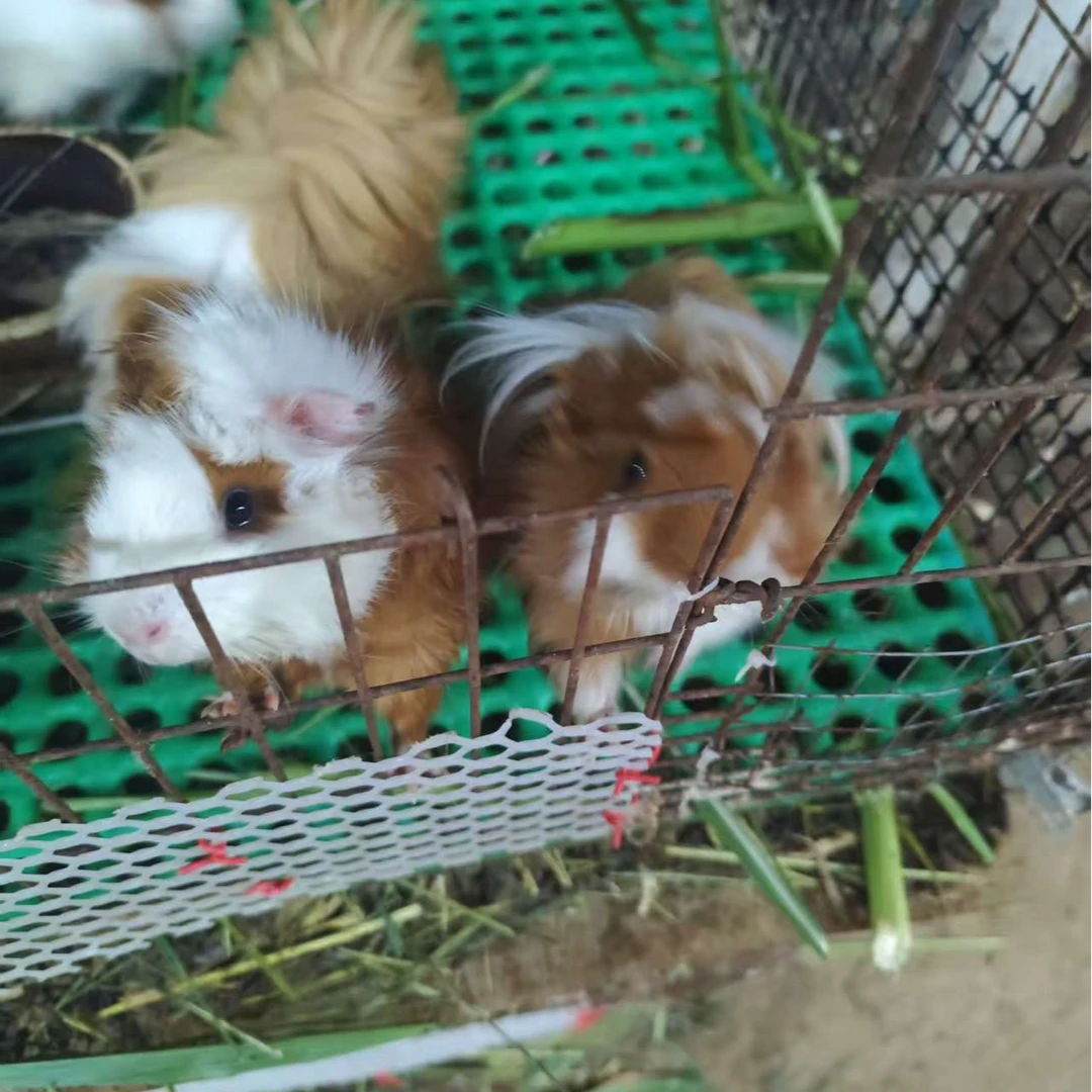 荷兰猪豚鼠长逆毛加州