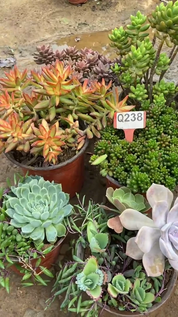 Q238多肉组合默认脱土发货