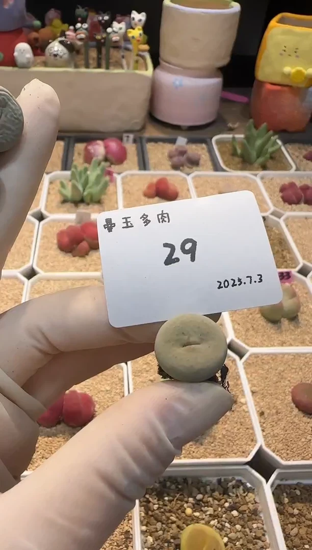 一****生25.7.3-29情歌伴一生