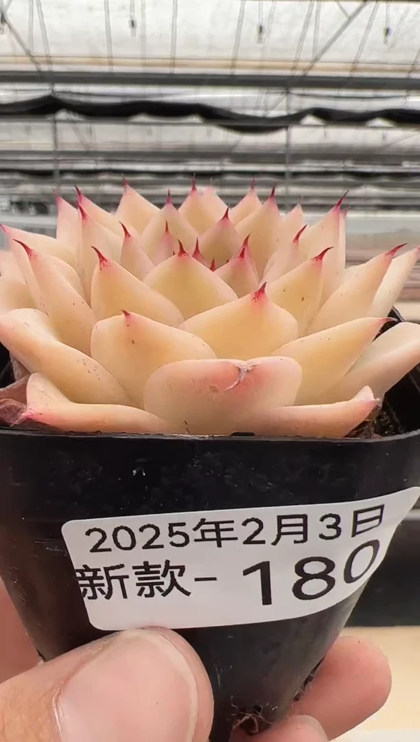 【闪购商品】新款多肉-180