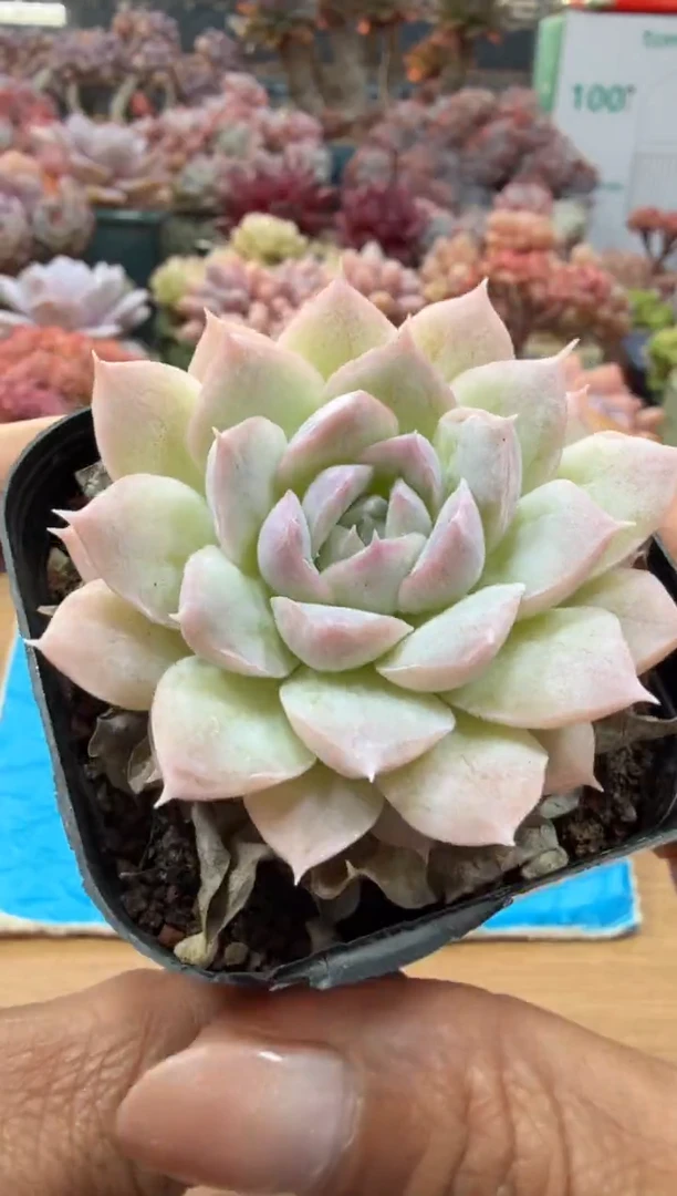 东云多肉园二店-44