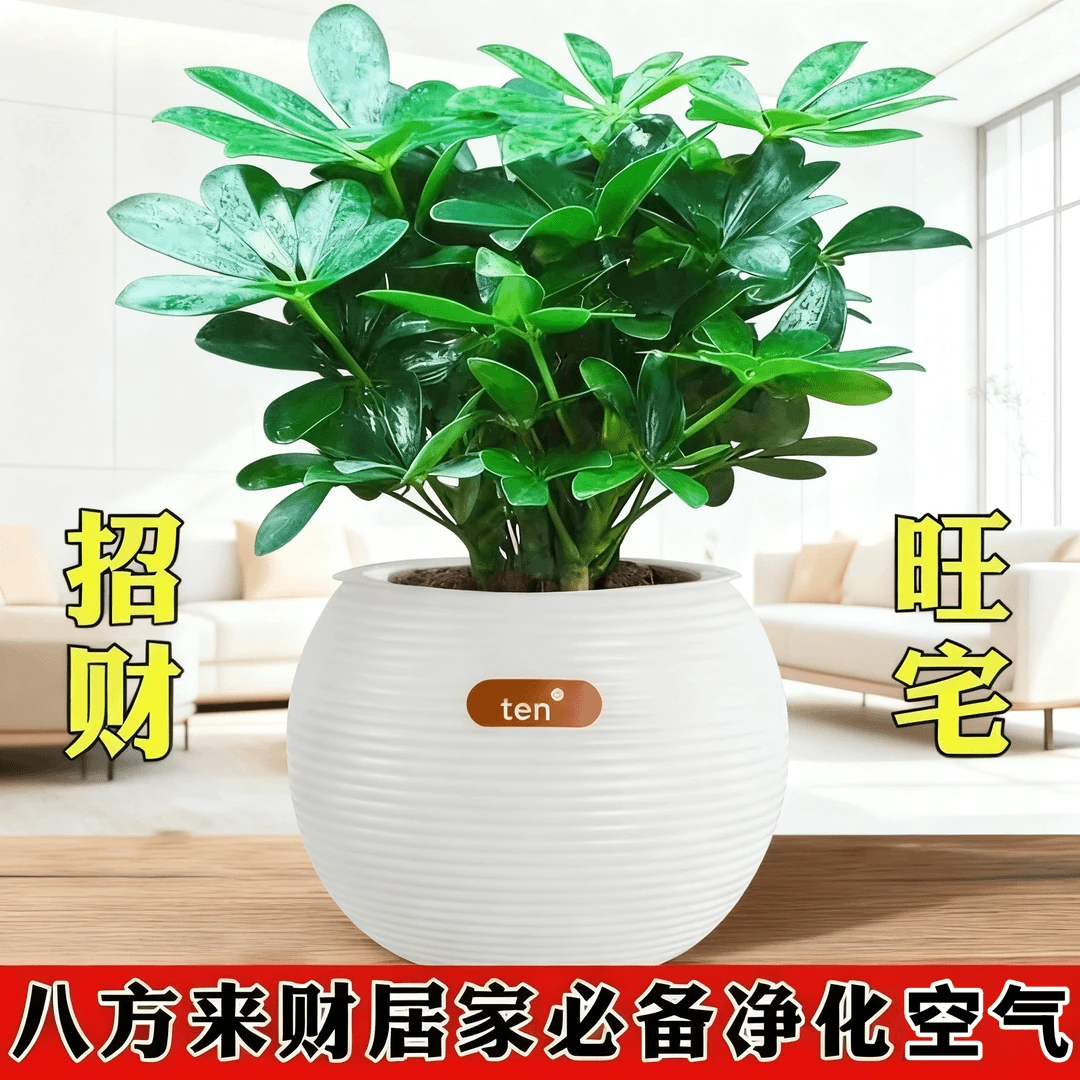 八方来财鸭脚盆栽室内四季常青植物绿植七叶花卉水培发财树招财