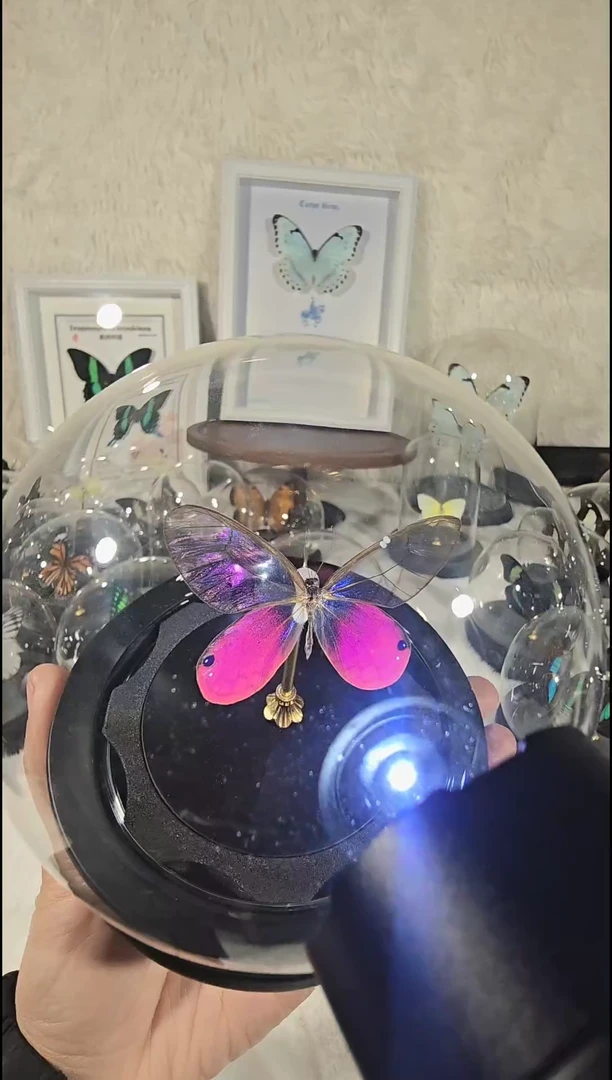 玫瑰晶眼蝶水晶球蝴蝶标本